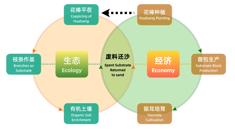 沙漠银耳生态与经济循环图